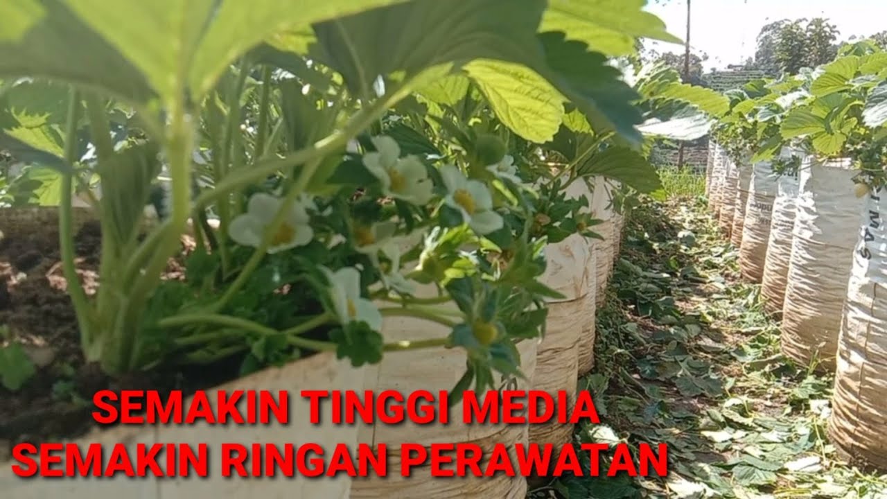 SEPERTI APA STANDAR PERKEBUNAN STROBERI CIWIDEY ?