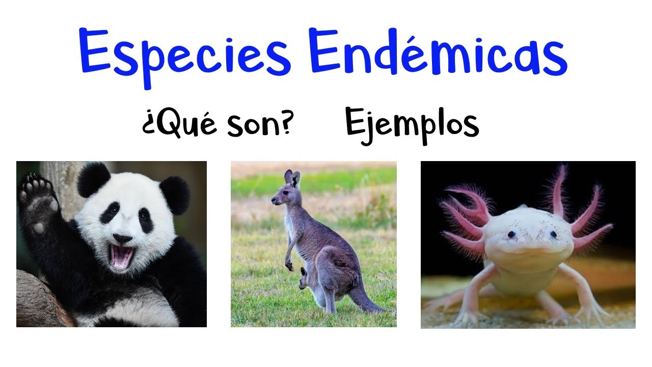 🦁 &iquest;Qu&eacute; son las Especies End&eacute;micas? 🌺 EJEMPLOS 🙊 [F&aacute;cil y R&aacute;pido]