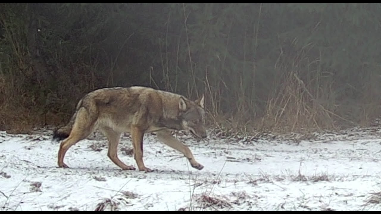 Pe urmele Lupilor din Bucovina, partea V / On the tracks of the Wolves, part V.