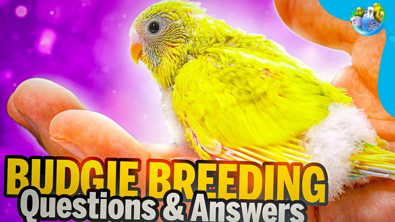 How to Tell if Your Budgie is About to Lay Eggs