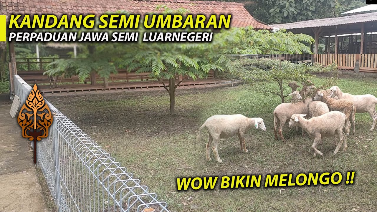 BIKIN MELONGO !! KANDANG DOMBA SEMI UMBARAN PERPADUAN JAWA DAN LUARNEGRI