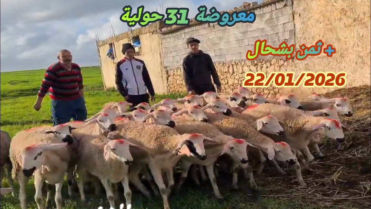 اليوم من ضيعة الاخ سعيد فكيسر 31 حولية للبيع مع دكر الثمن بتاريخ 22/01/2026