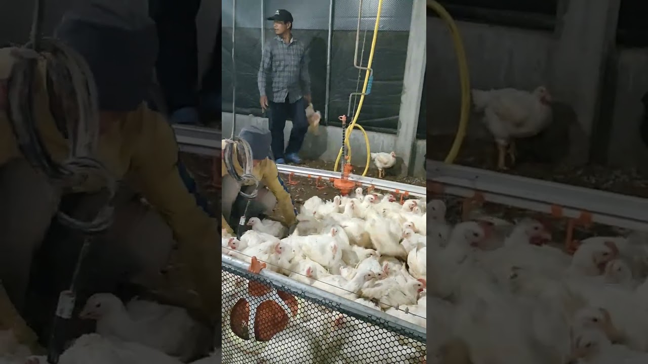 (02)#farm#chicken#in#cambodia#2023#shortvideo