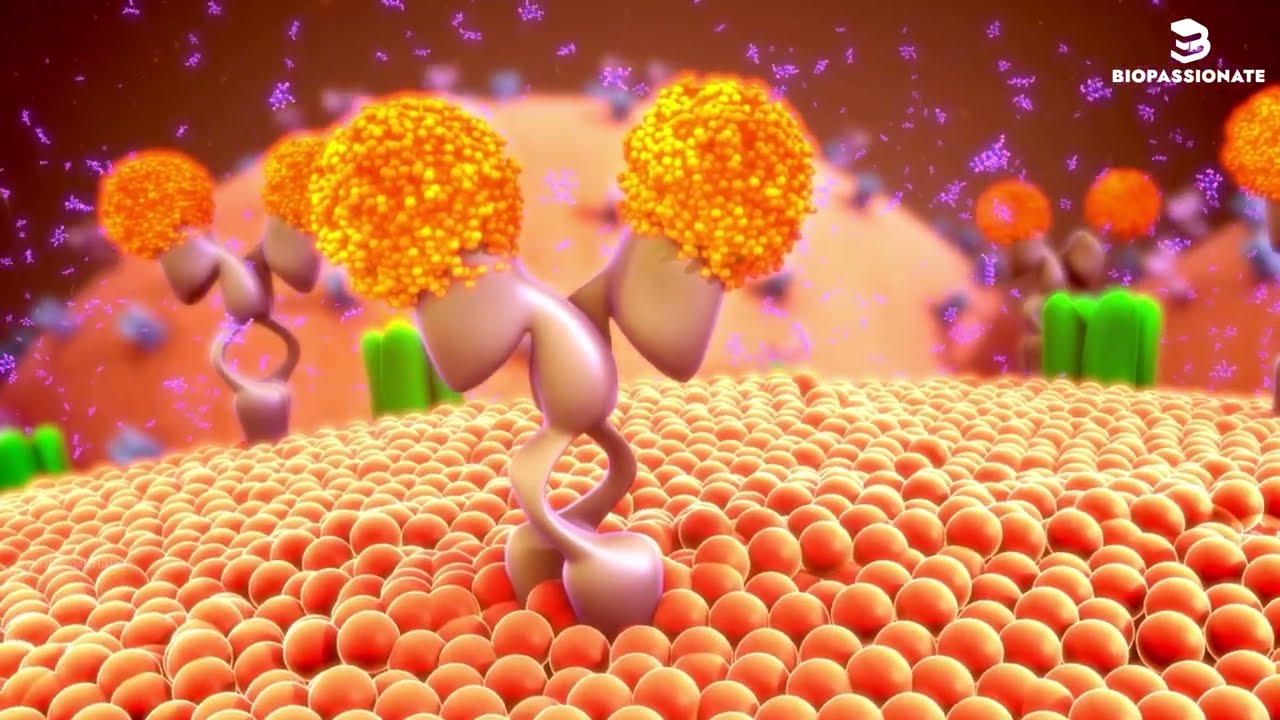 Mechanism of Hormone Action | Class 11 | Chemical Coordination and Integration 