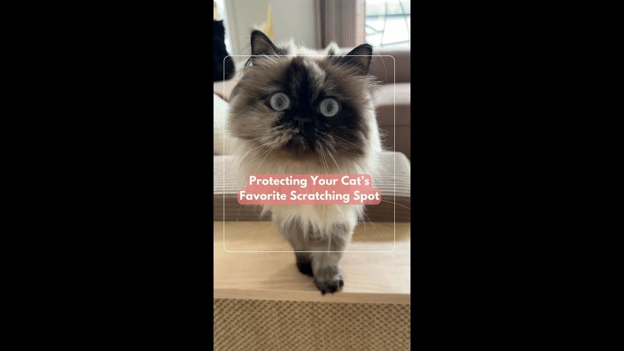 Protect Your Sofa with the Cat-e-Corner