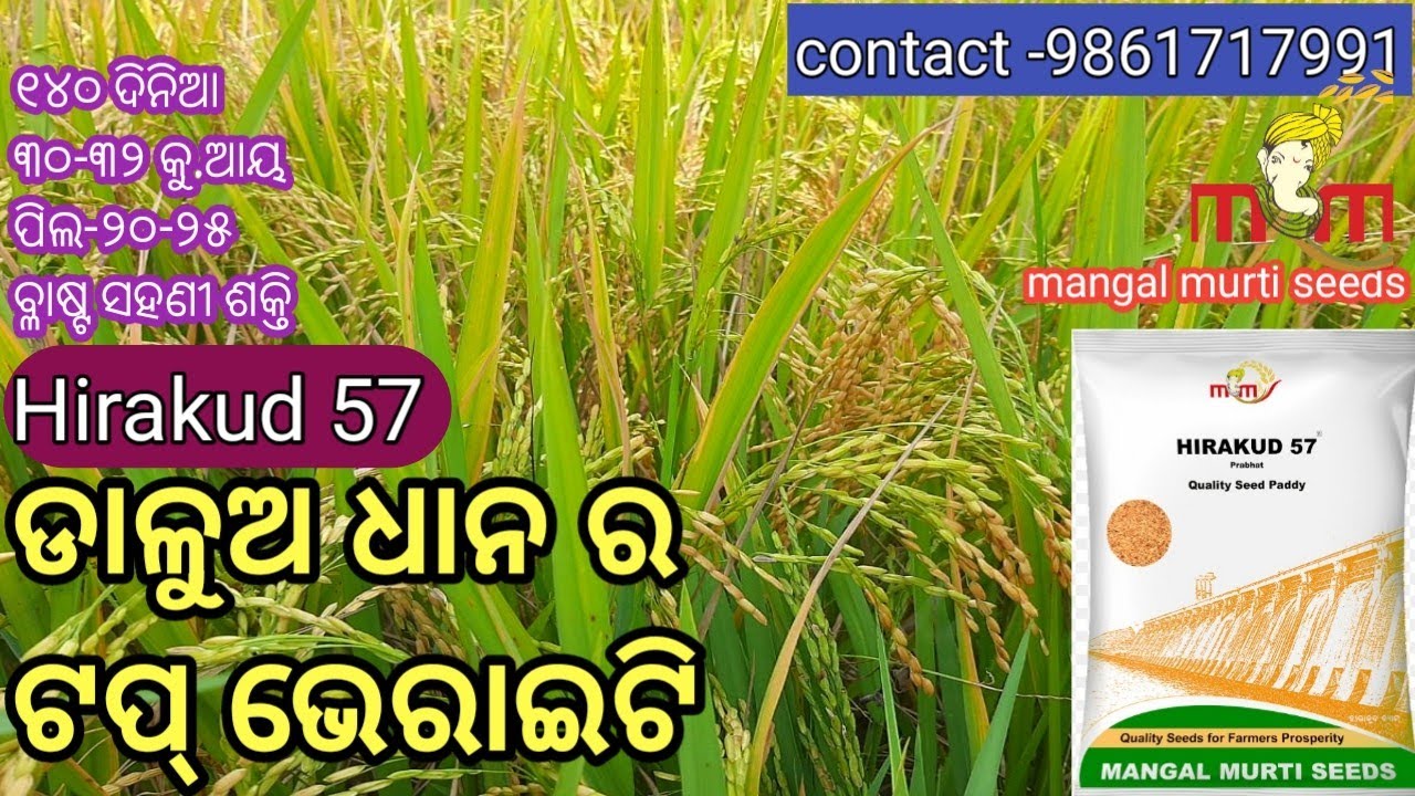 ଡାଳୁଅ ଧାନ ର ଟପ୍ କିସମ ହୀରାକୁଦ ୫୭ // best Rabi variety Hirakud 57// mangal murti seeds Hirakud 57