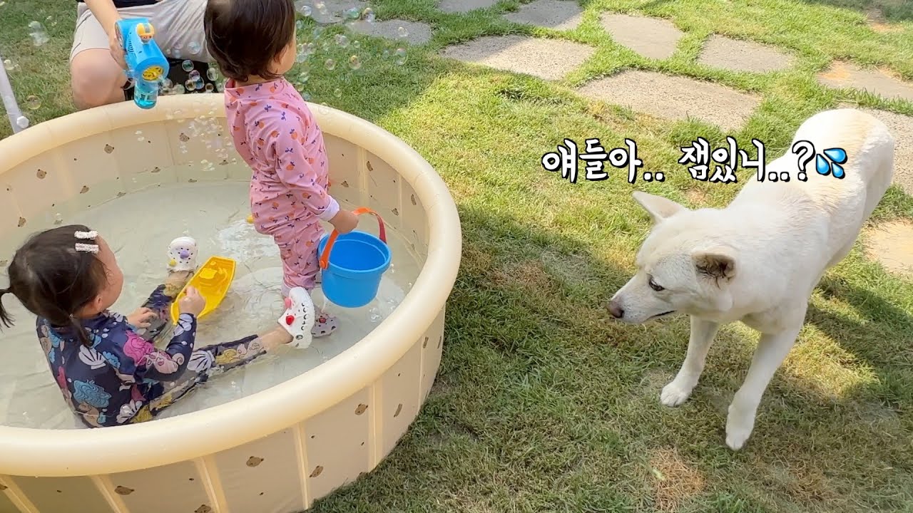 풀파티에 끼고 싶은데 물이 무서운 강아지 | 진돗개 가족 vlog