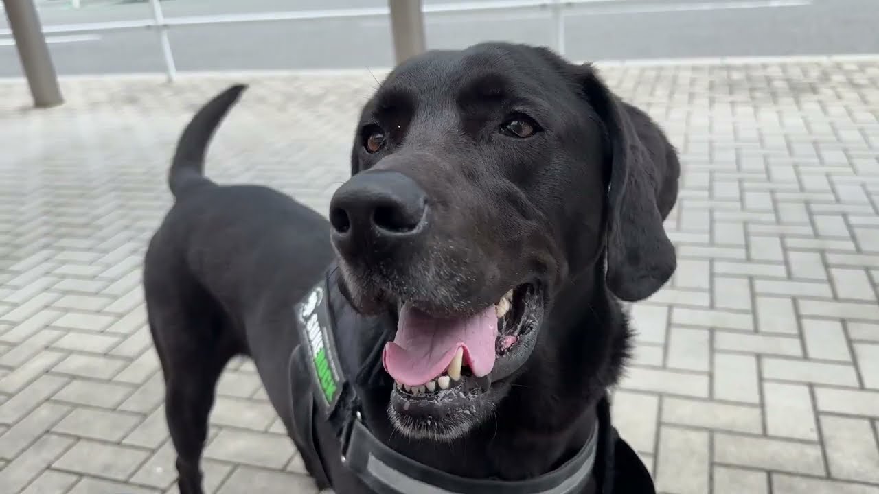 犬にも楽しかった感情や思い出があるみたいで、なんだかナデナデしたくなりましたが、その後の行動が･･･