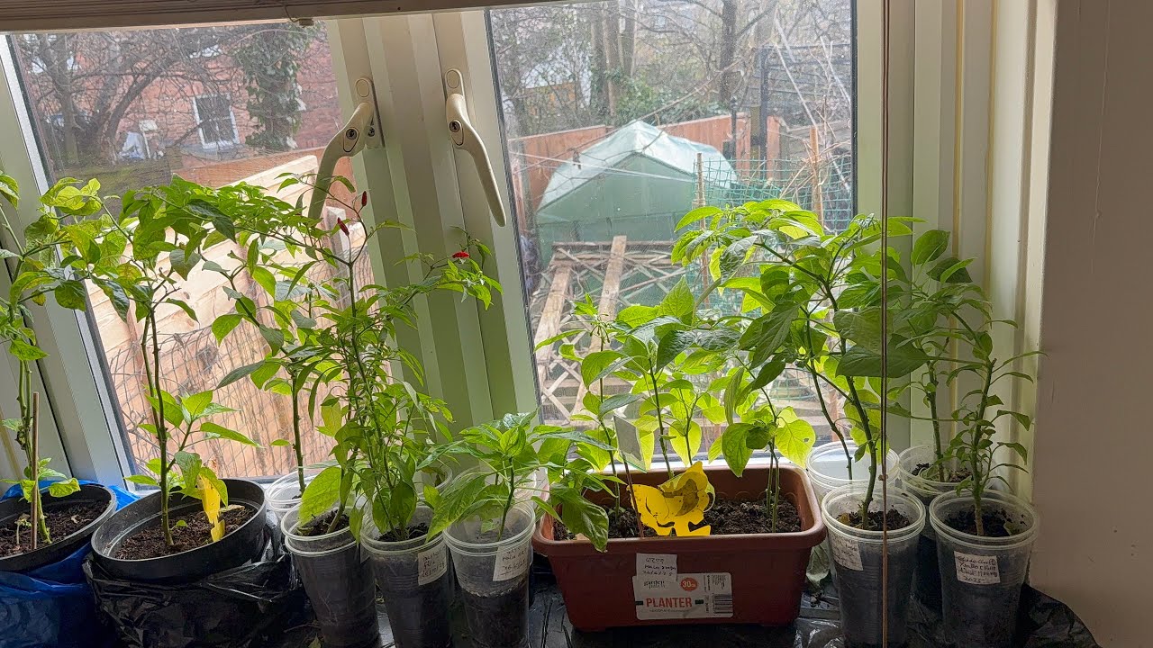  Naga chilli plants ready for this summer #chilli #naga_chilli #Mumbai naga London 