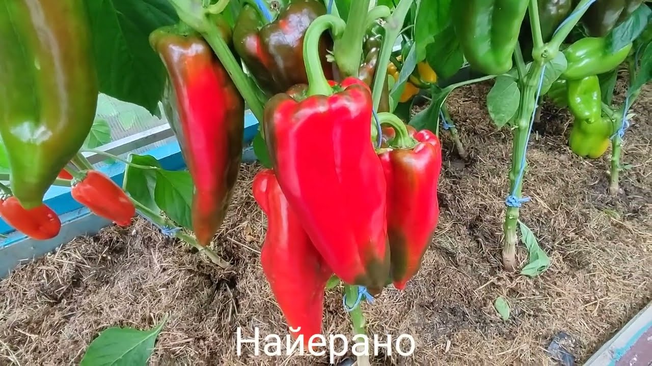 Обзор Сладких перцев сезона 2024 часть №2 🤩