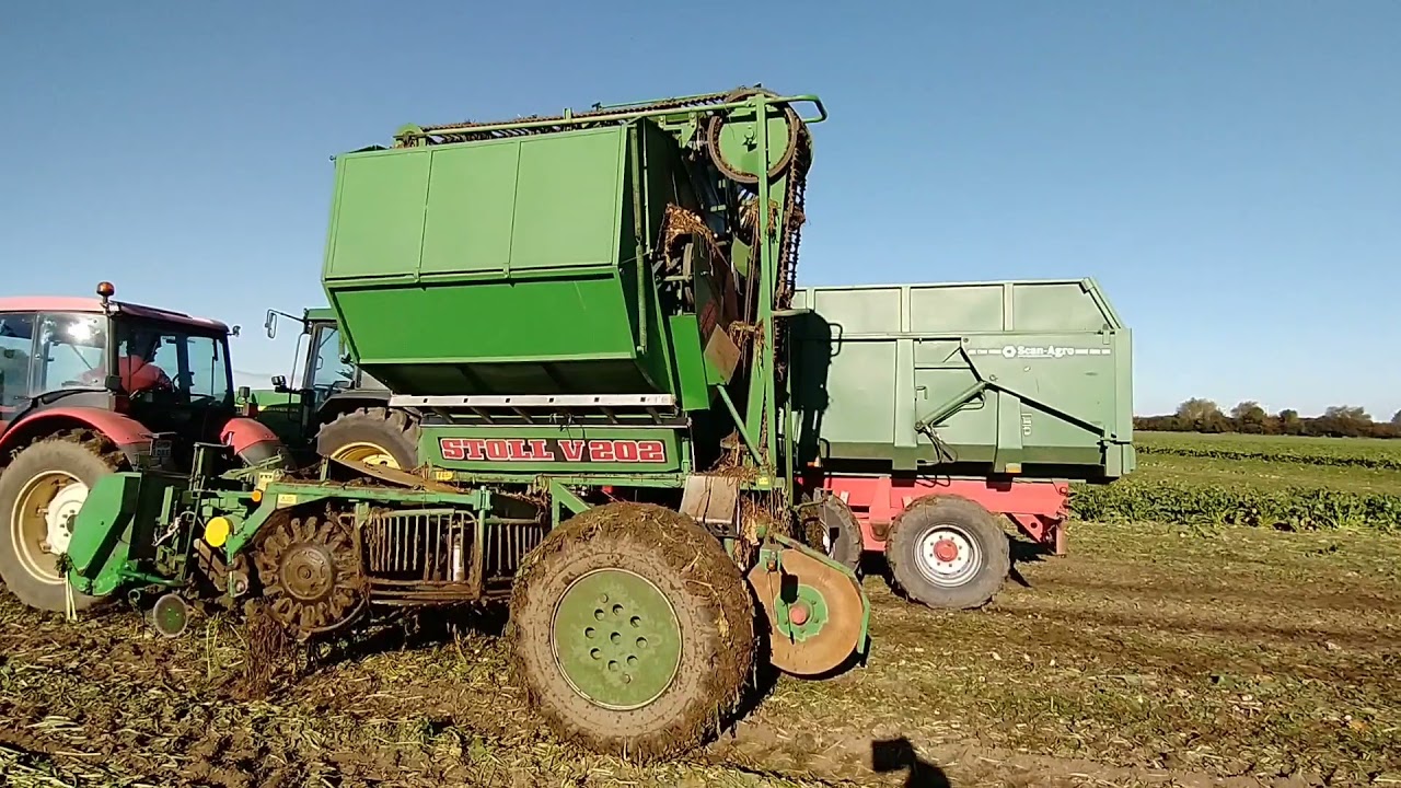 Nowy nabytek Stoll V202 buraki 2021