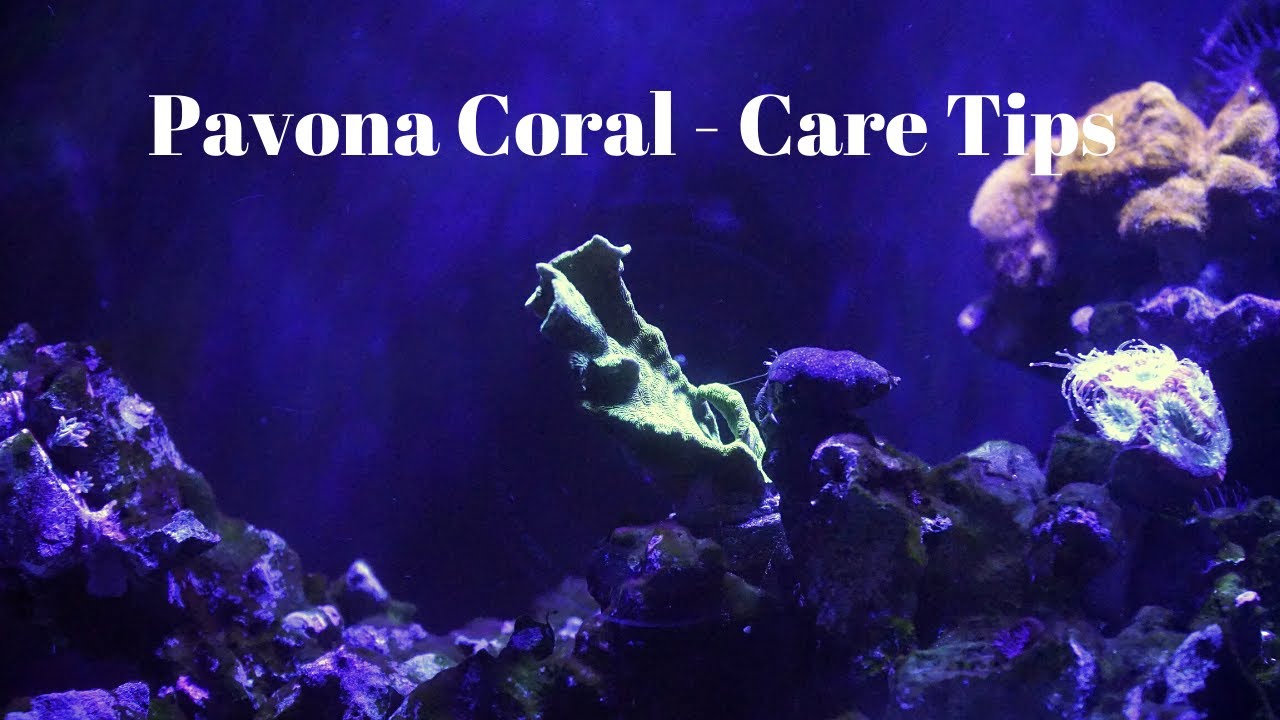 Pavona Coral - Care Tips