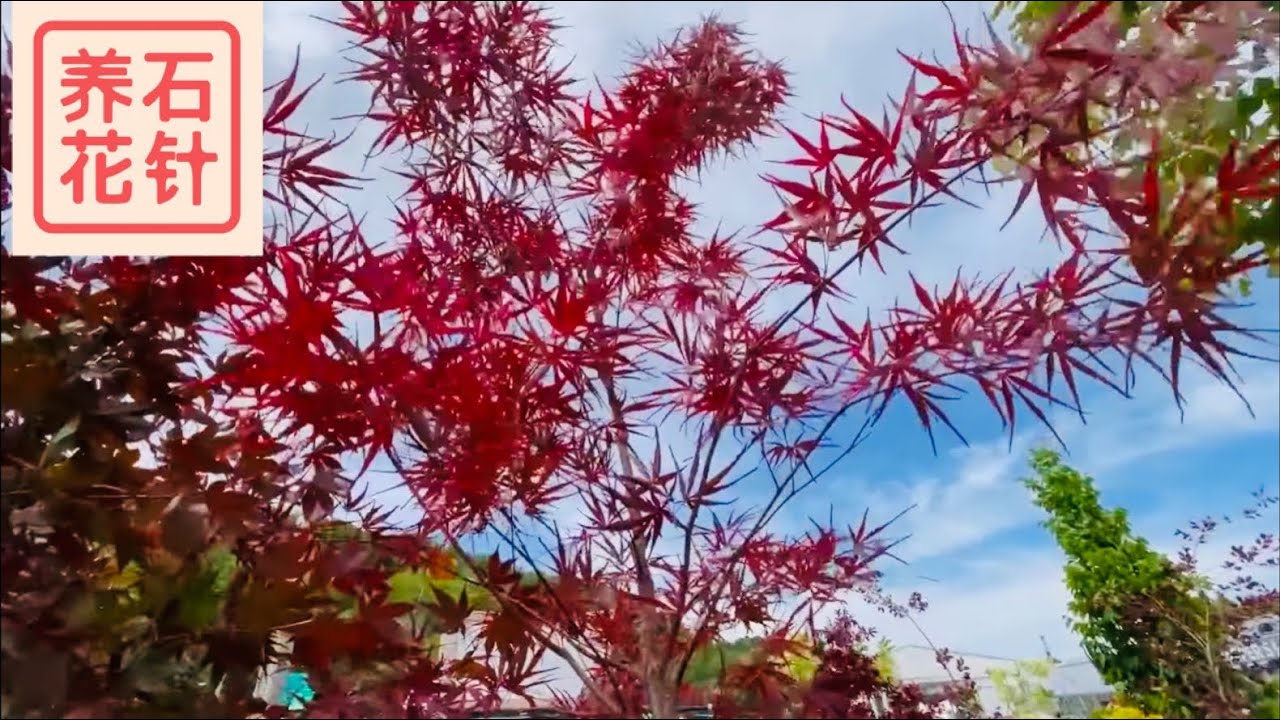 花店卖的几种日本枫树 - 有我头一次见到的品种 - japanese maple