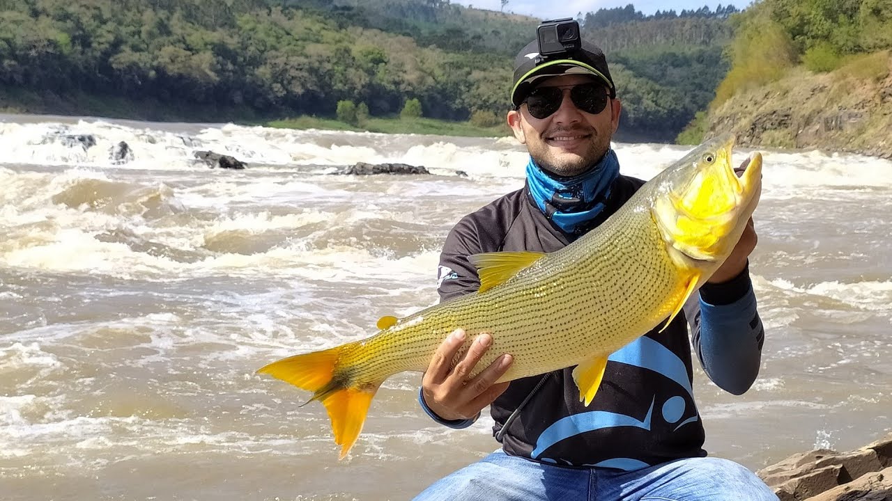 Dourado Lindo - Porto Vitória