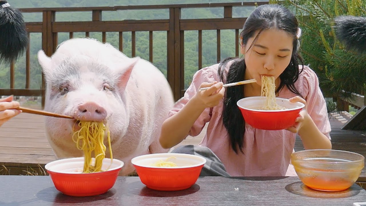 Similar Weight Pig and Human's Food Fight Competition (50kg)