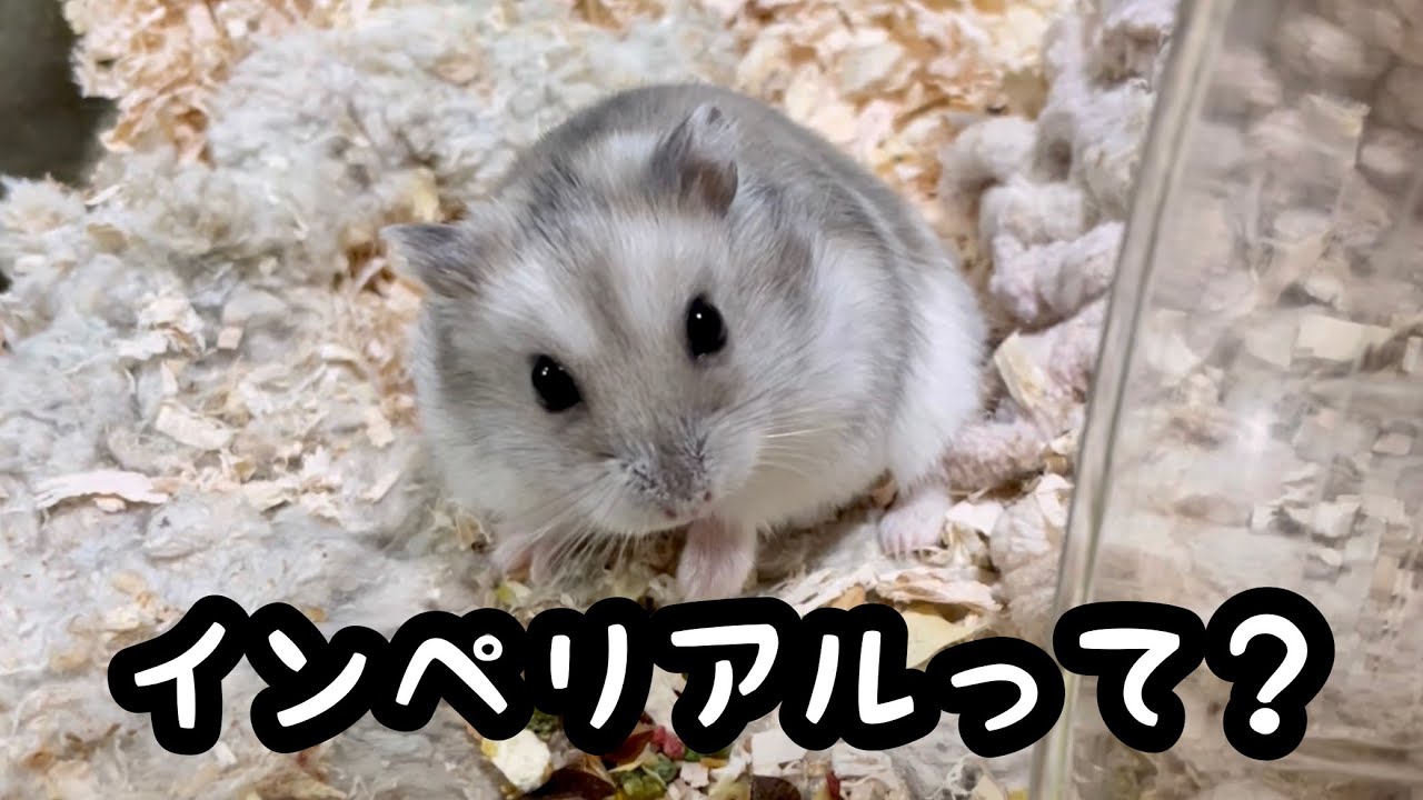 ハムスターのインペリアルについて【ジャンガリアン】