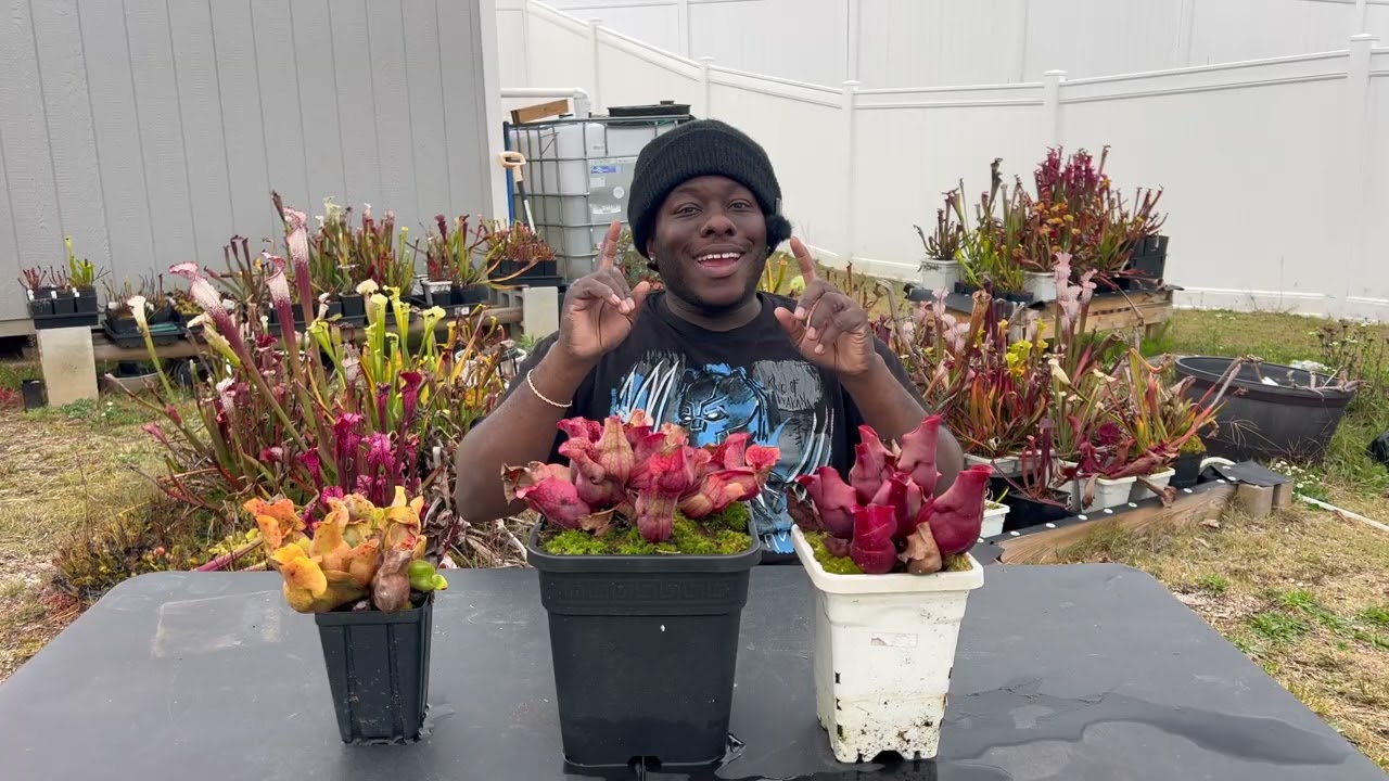 The Ugly Truth About Sarracenia Purpurea