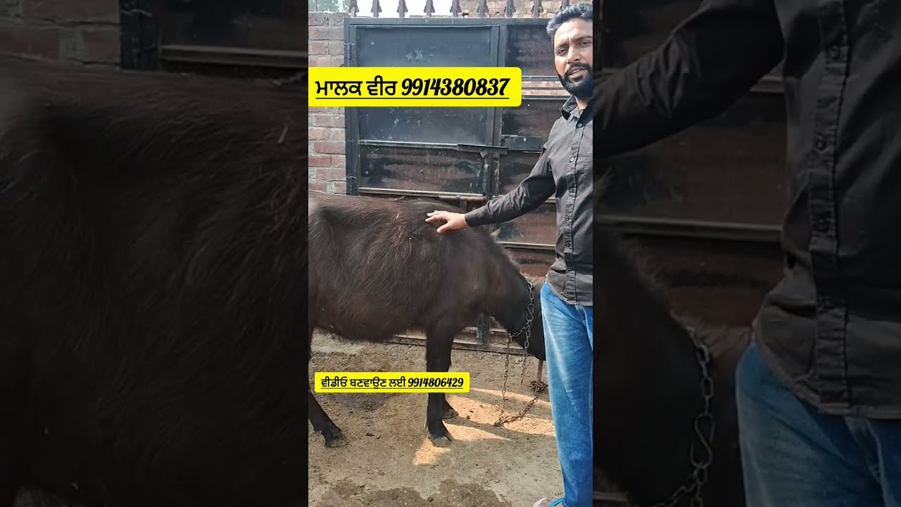 ਇਕ ਨੀਲੀ ਰਾਵੀ ਤੇ ਦੋ ਮੁਰਰਾ ਦੀਆਂ ਕੱਟੀਆਂ ਵਿਕਾਊ ਪਿੰਡ ਭਾਈ ਰੂਪਾ [ਬਠਿੰਡਾ]#animals #farming #farm #cow #dairy