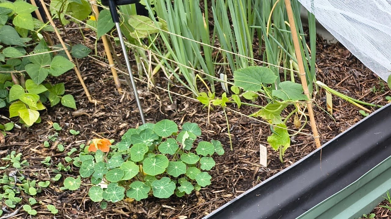 Checking on Newly Planted Seedlings, A Soggy Start to Autumn/Fall - Reverse Homesteading