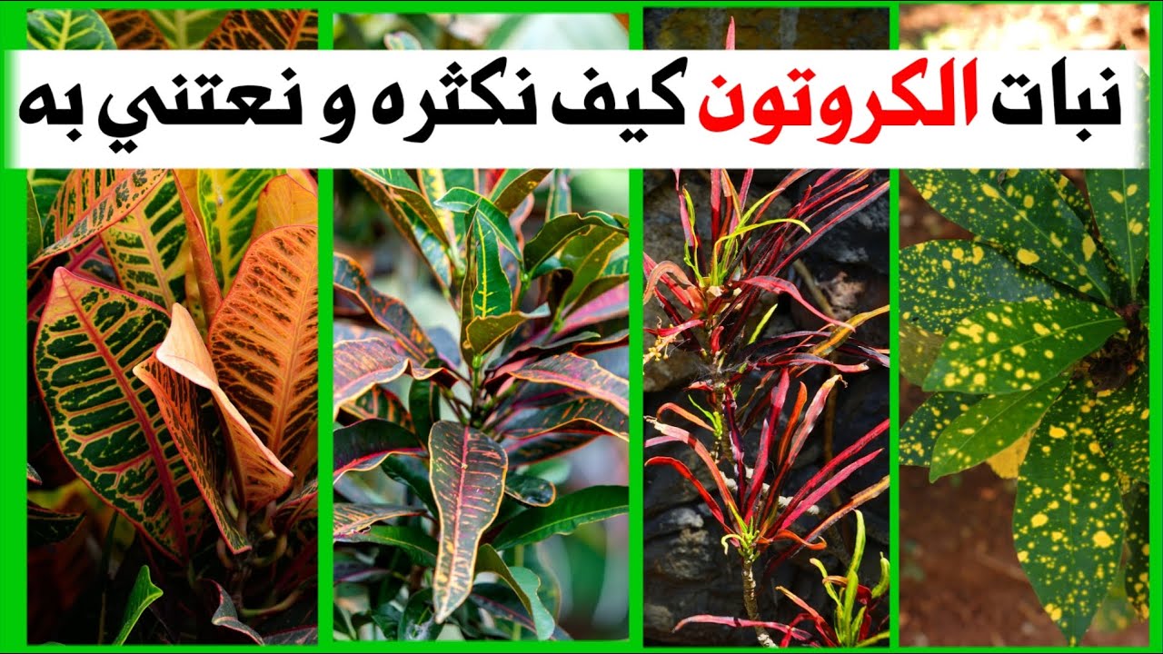 نبات الكروتون، العناية و الاكثار و تجنب اصفرار و تساقط الاوراق، codiaeum أو croton