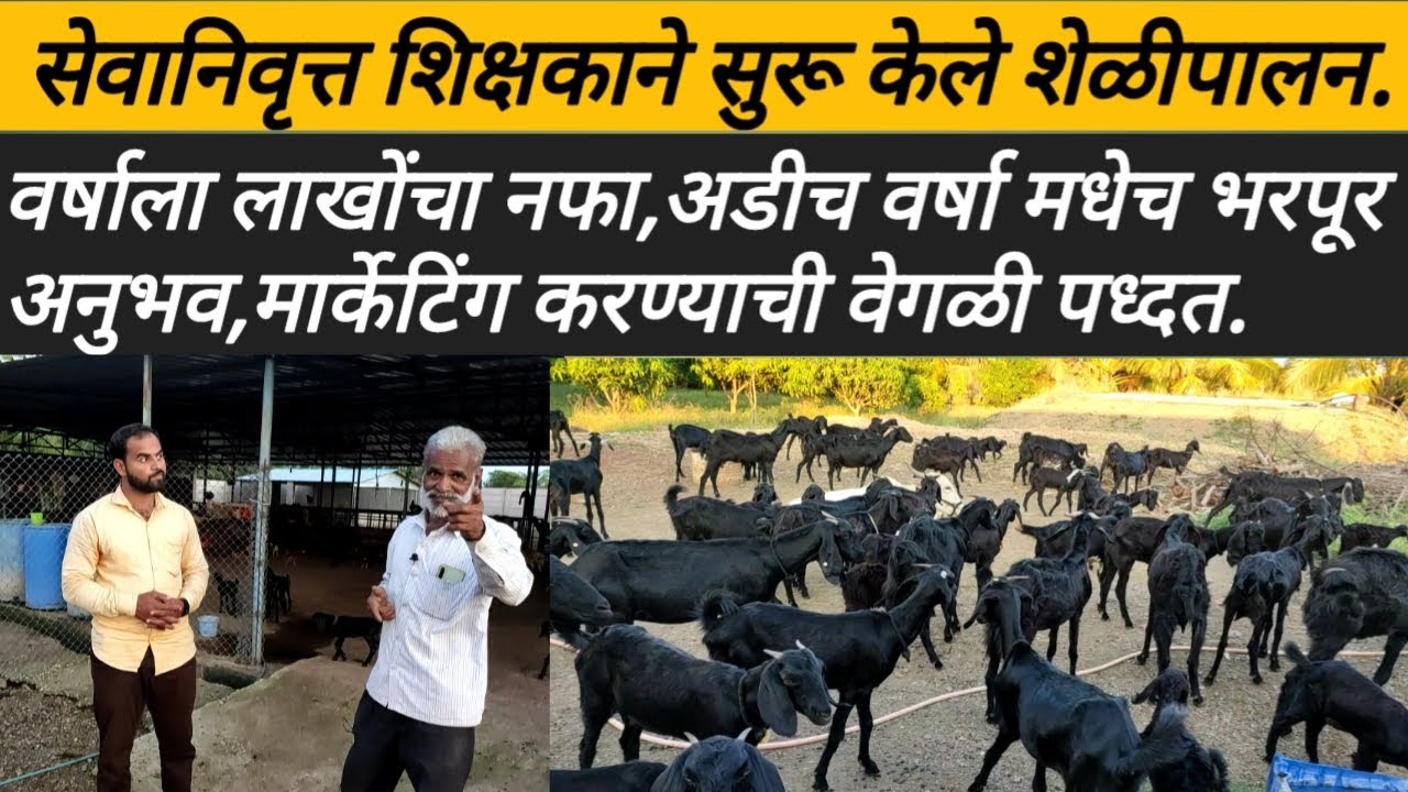 सेवानिवृत्त शिक्षकाने केले शेळीपालन, माहिती व मुलाखत अडीच वर्षाचा अनुभव: goat farming: