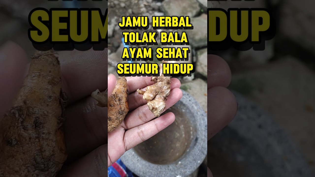 JAMU AYAM DI MUSIM HUJAN, TERBUKTI PATEN #shorts
