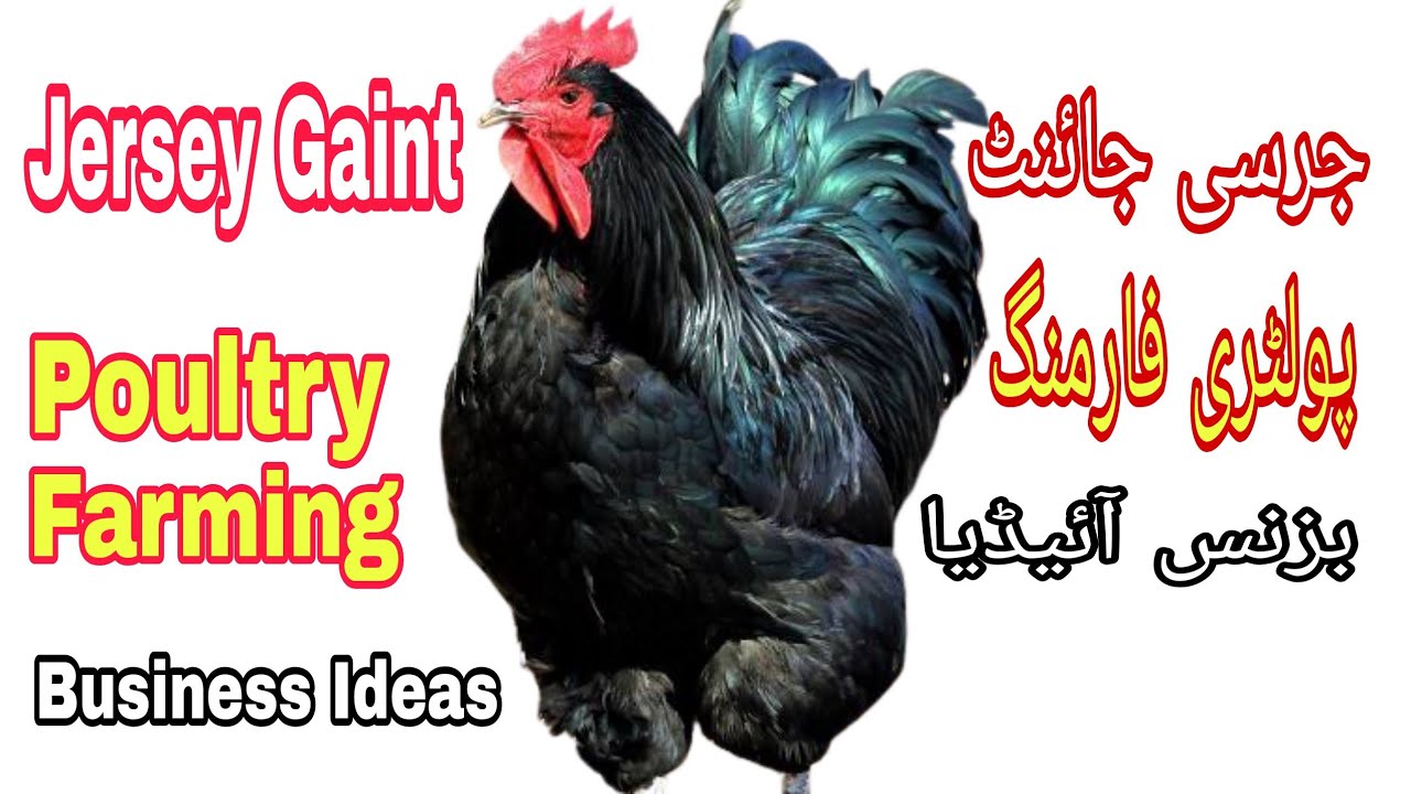 JERSEY GIANT CHICKEN BREED | FANCY POULTRY HEN FARMING |BUSINESS IDEAS | BIGGEST CHICKEN| IDEAS TIME
