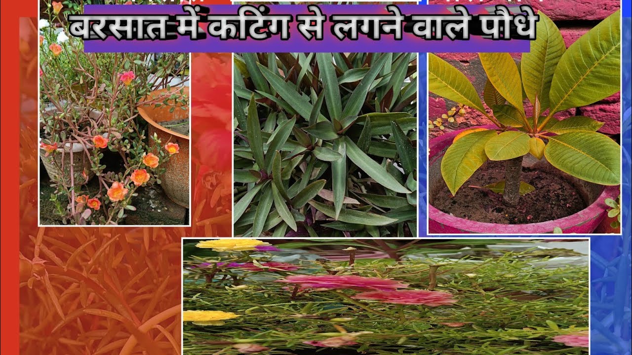 बरसात में कटिंग से लगने वाले पौधे||Plants That Can Be Propagated From Cuttings In The Rainy Season.