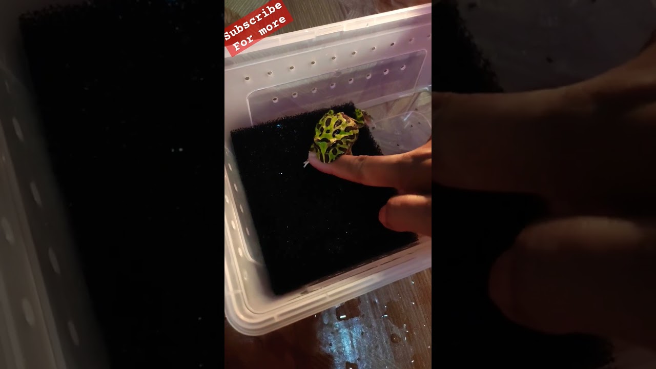 Does a pacman frog bite hurt?
