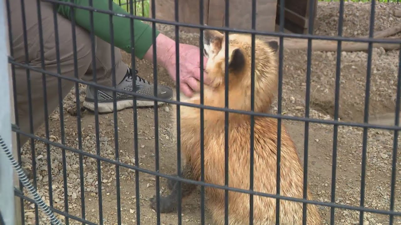 Visit the Wildlife Discovery Center to learn about rescued animals