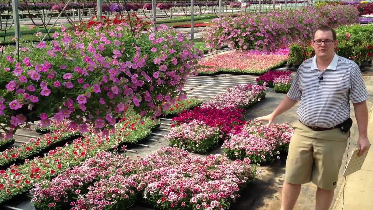 Dianthus Care
