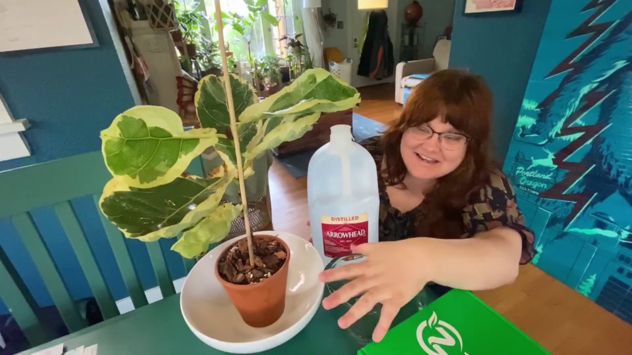 Thailand Plant Unboxing: Variegated Fiddle Leaf Fig