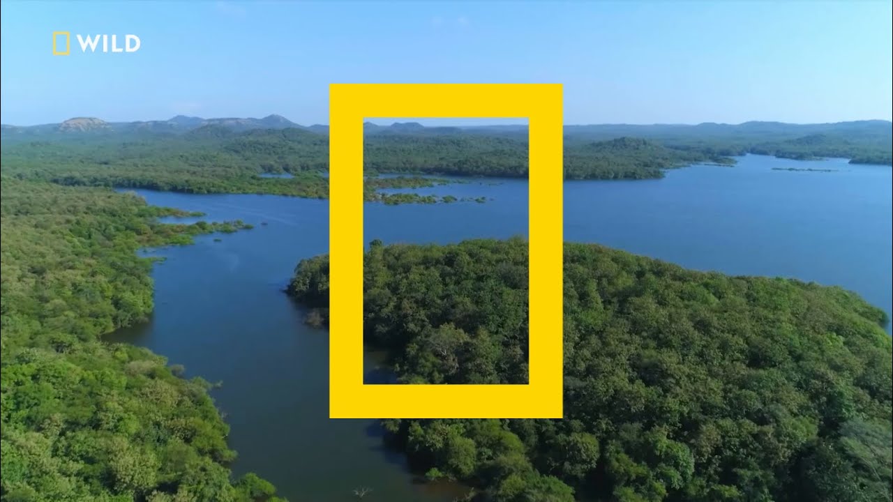 India's Lion Queen | 24th February | Nat Geo Wild