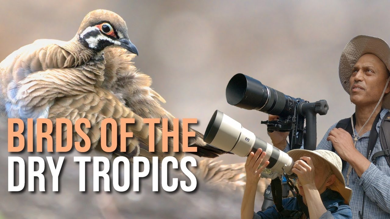 Birdwatching guide: a journey through Queensland's Dry Tropics