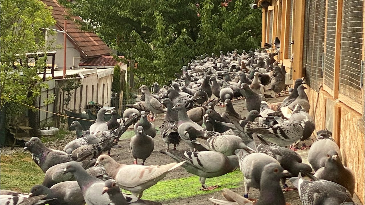 Columbodromul Gold Family 09.07.2025 vaccinarea puilor !