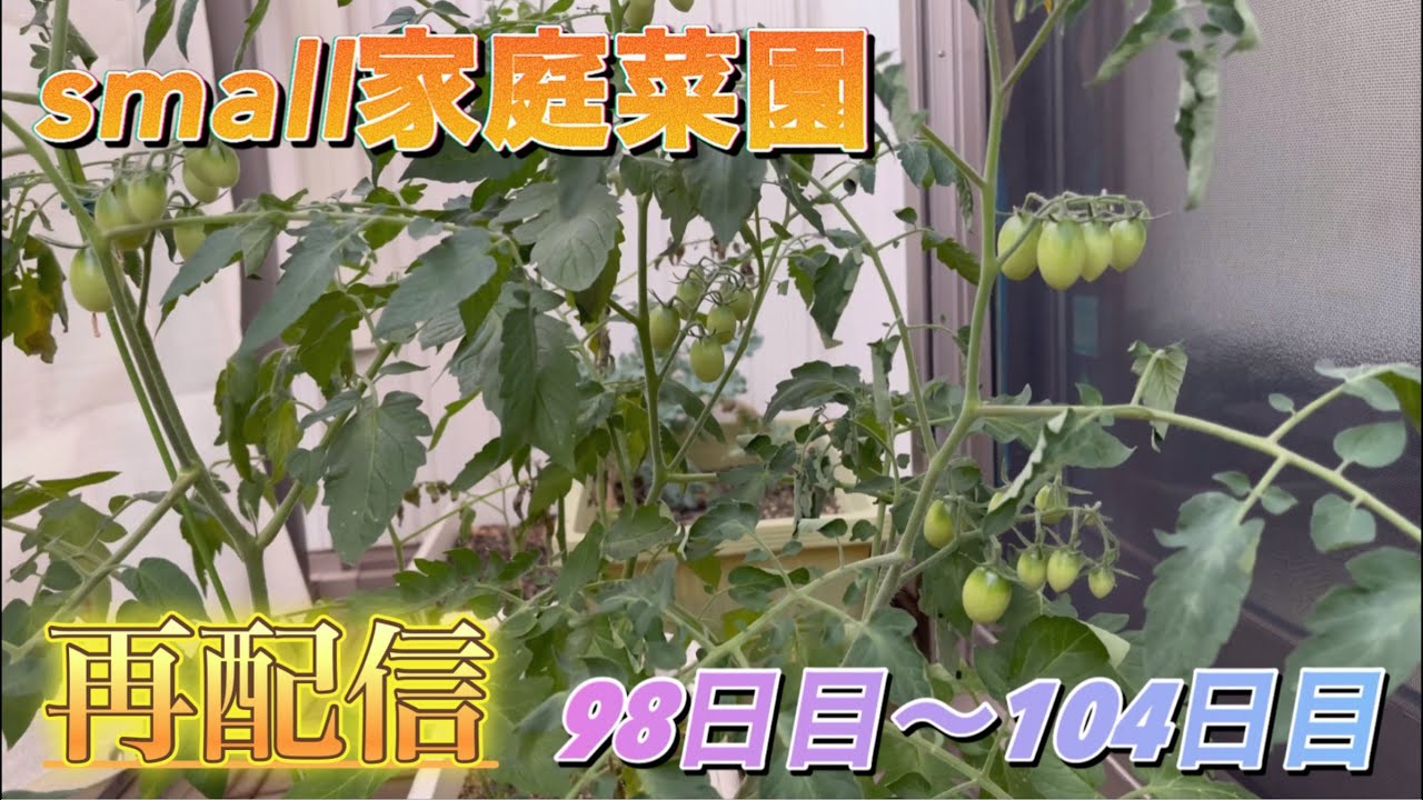 【再配信】small家庭菜園98日目〜104日目