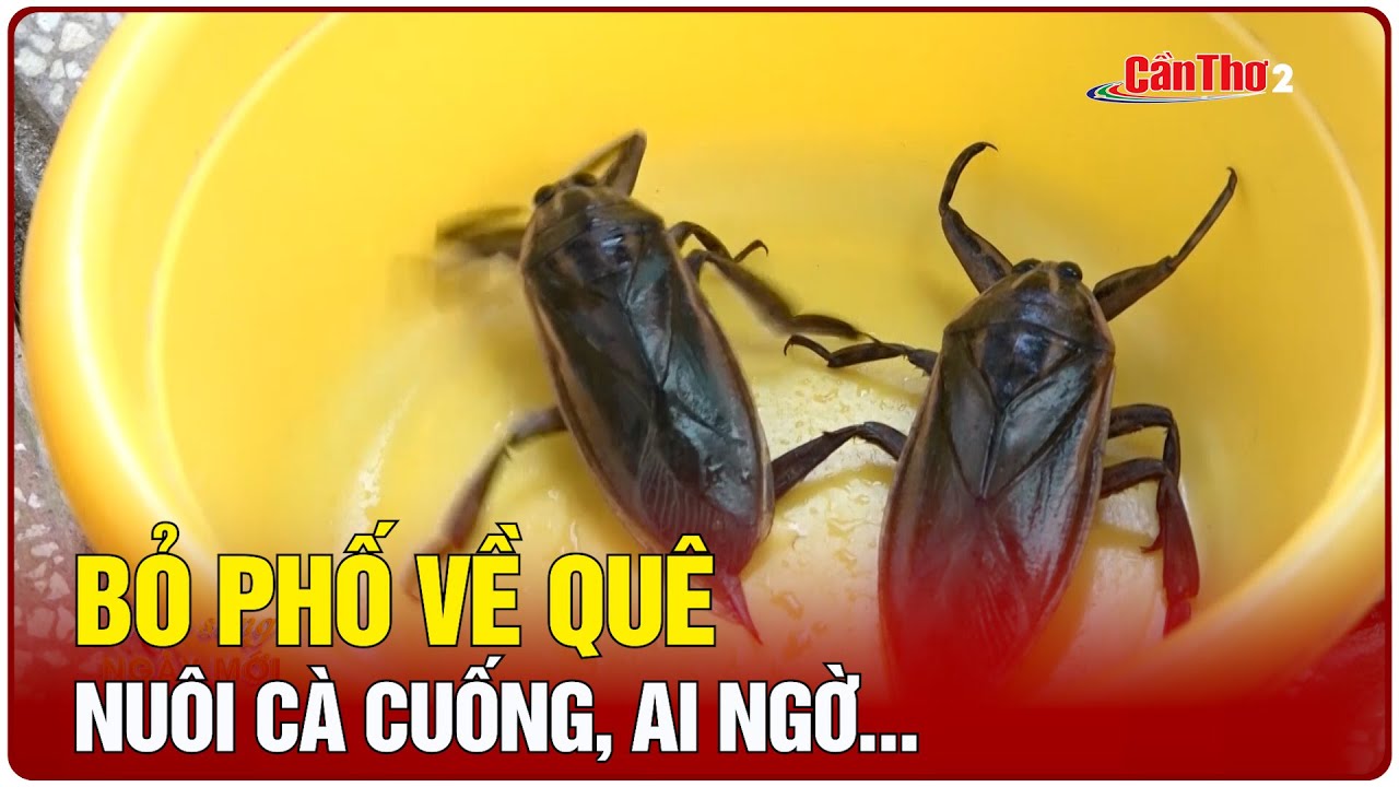 Bỏ phố về qu&ecirc; nu&ocirc;i c&agrave; cuống, ai ngờ&hellip; | Cần Thơ TV