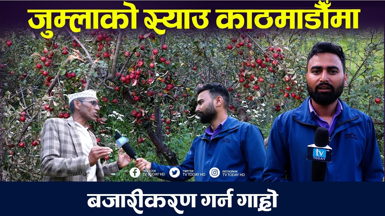 जुम्लाको स्याउ काठमाडौँमा, बजारीकरण गर्न गाह्रो || Jumla Apple || Sinja || Apple Farm | TV Today HD