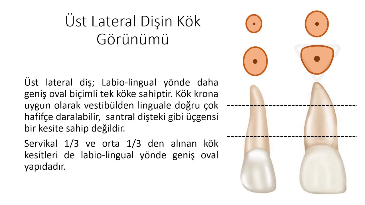 MAXILLARY LATERAL INCISOR-ÜST LATERAL KESİCİ-DERS 9