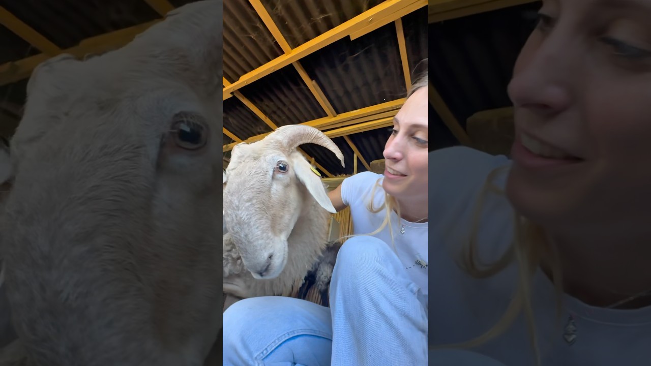 Chi &egrave; la tua preferita?🐑😉