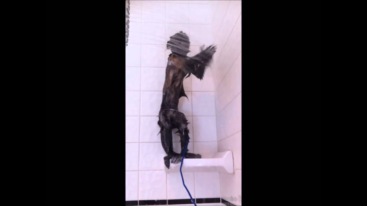 Mali the Capuchin monkey in the shower. (4 yrs old)