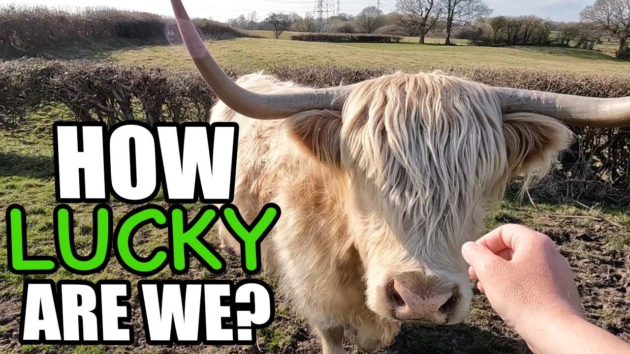 Invaded By Highland Cows On The Campsite