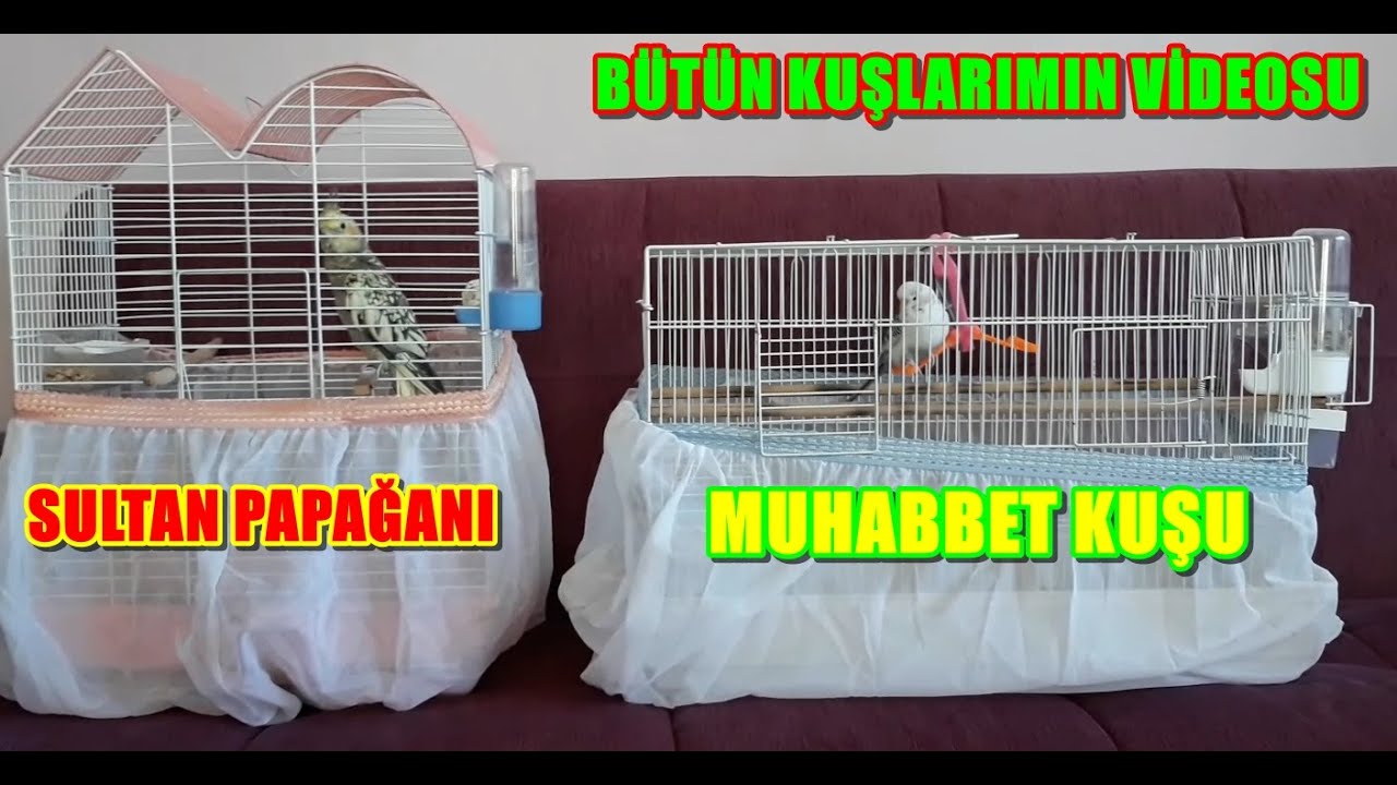 Bütün Sultan Papağanlarım Ve Muhabbet kuşlarım (KUŞ ÜRETİMHANESİ)