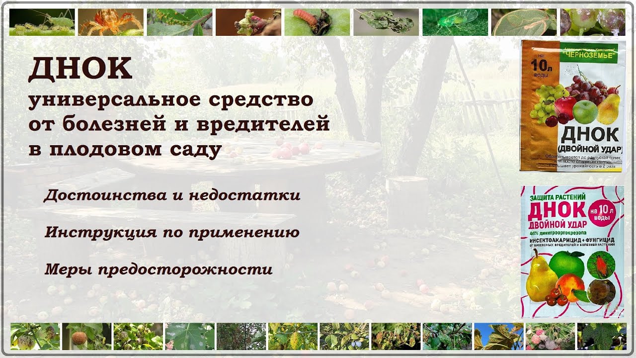 ДНОК - одно средство от болезней и вредителей сада. Ожидания и реальность. Стоит ли им пользоваться?