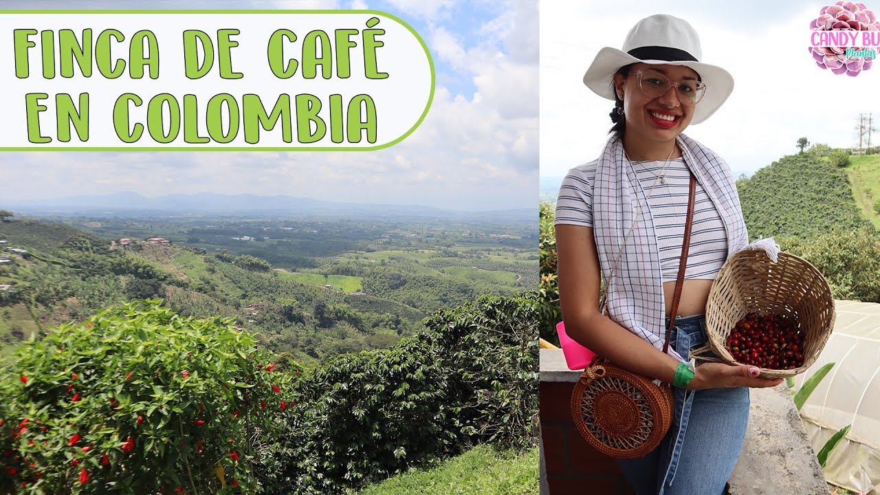 Tour por una finca productora de café| Candy Bu