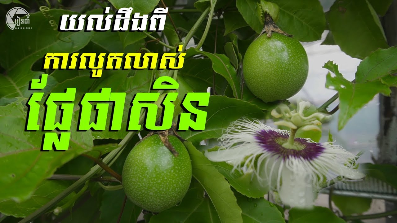 Passion fruit stages of flowers and fruit/រយះពេលចេញផ្កានិងផ្លែ​ផាសិន​ ឬ​ ក្រូចវល្លិ៍