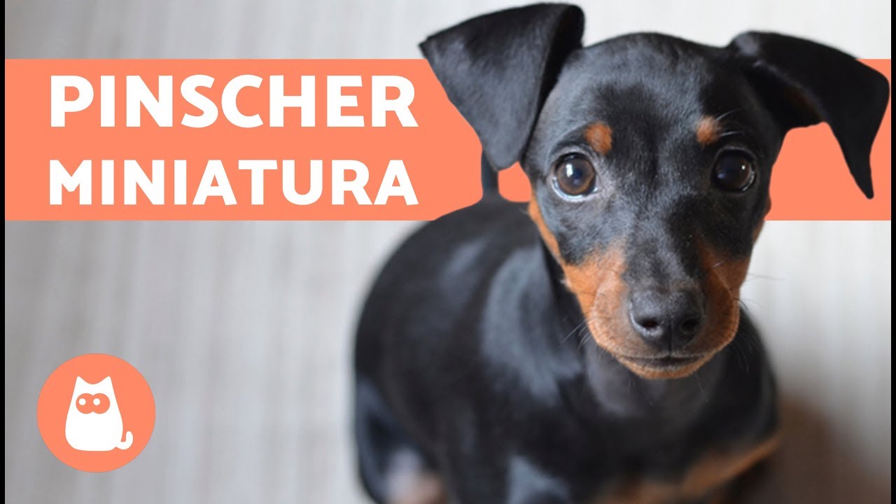 PINSCHER MINIATURA - Características, cuidados y adiestramiento
