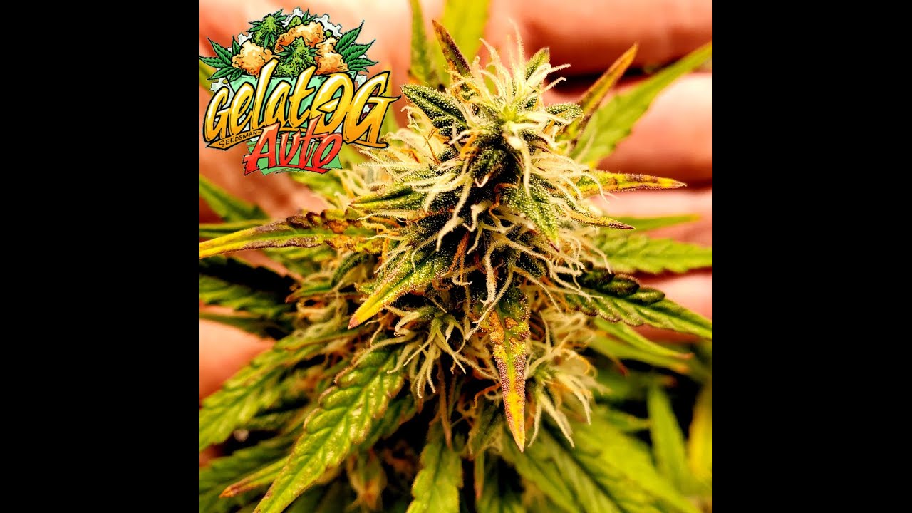 Seedsman's Gelat OG Autoflower Week 8