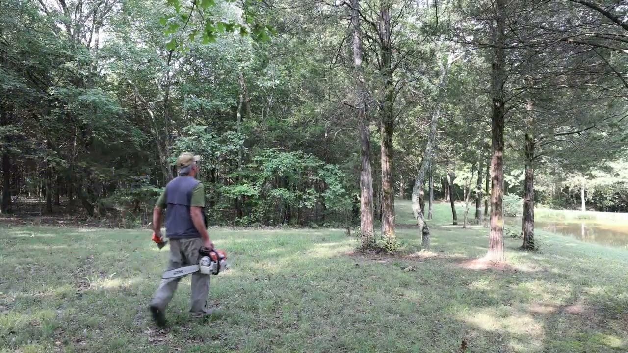 Cedar Trees Are Rising In Value.