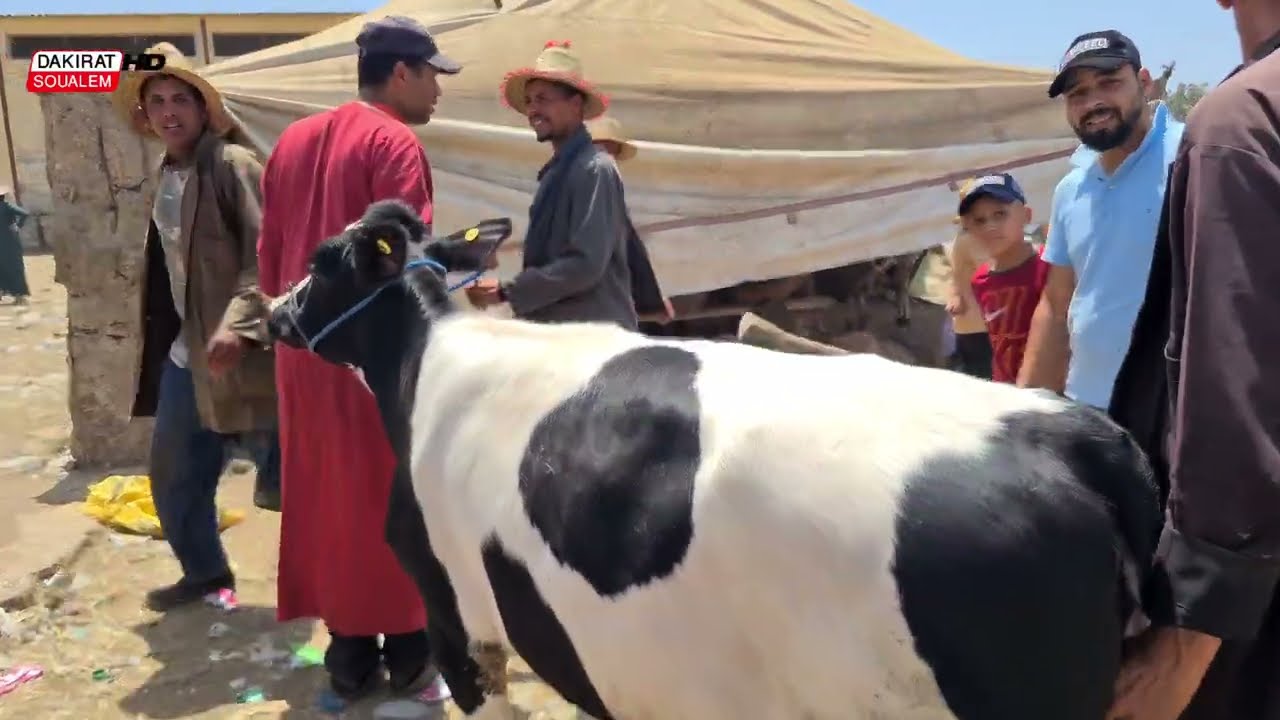 شوفو الاثمنة الخيالية ديل الحولي بسبب العلف او زاد كملها الشناق برحبة الغنم بحد السوالم .
